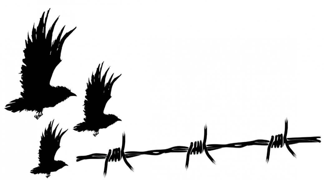 Crows flying over barbed wire